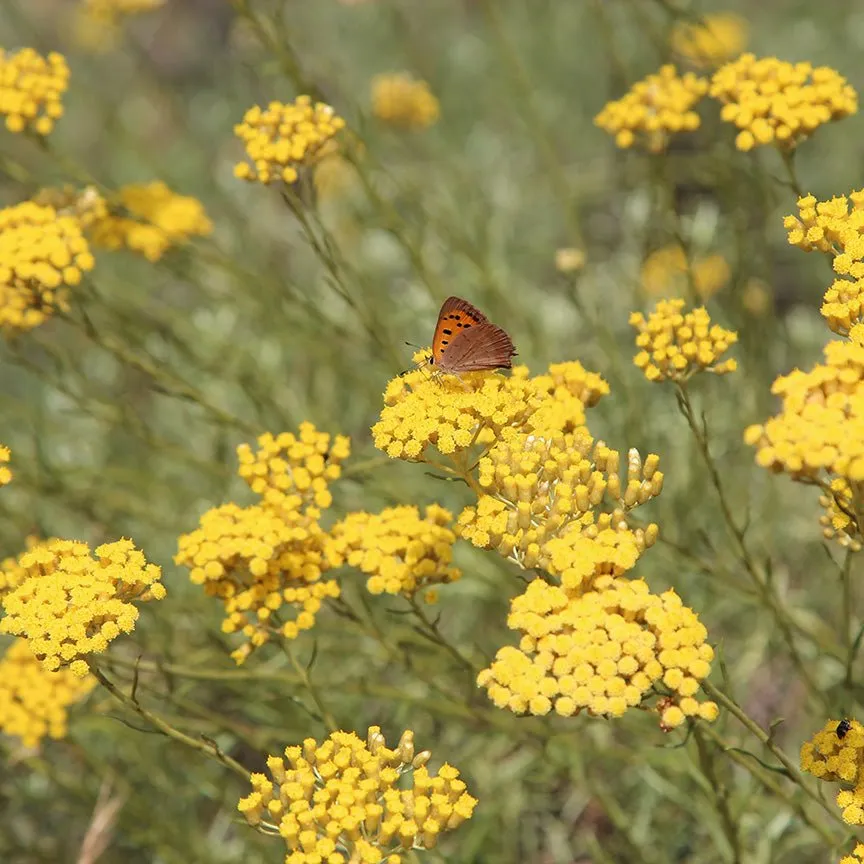 Helichrysum italicum Essential Oil (Corsica)